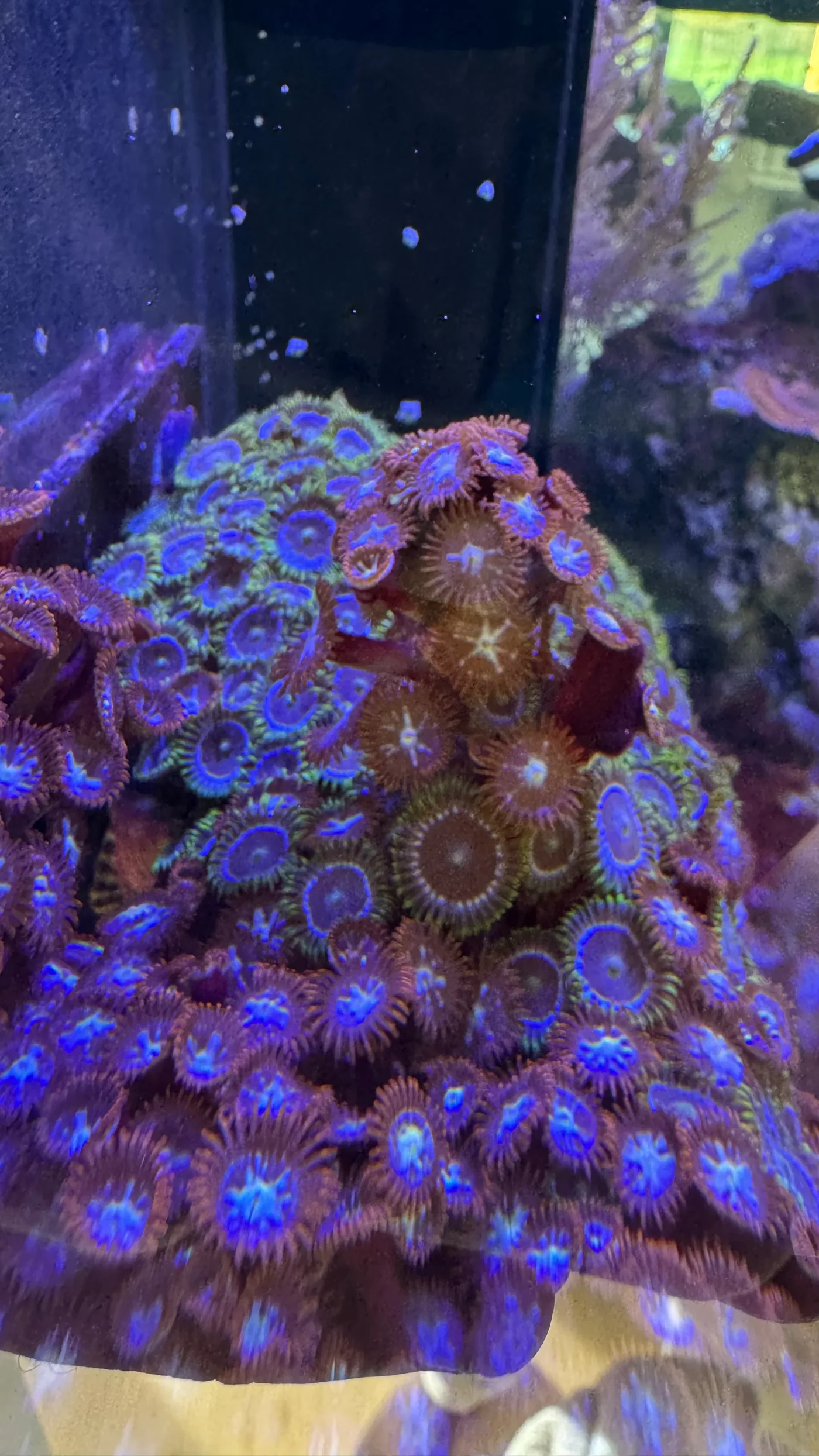 Zoa's & Palythoa mix, ruilen