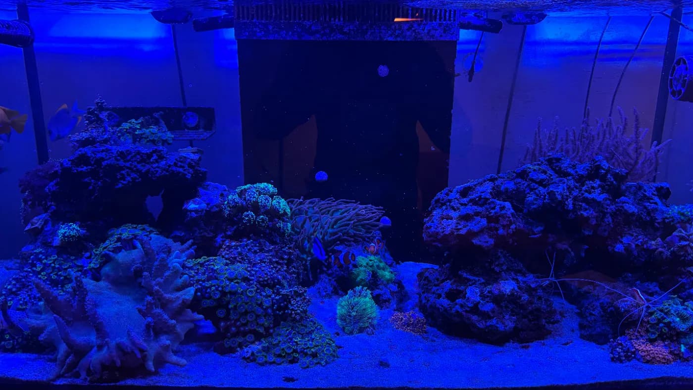 Wout's Reef
