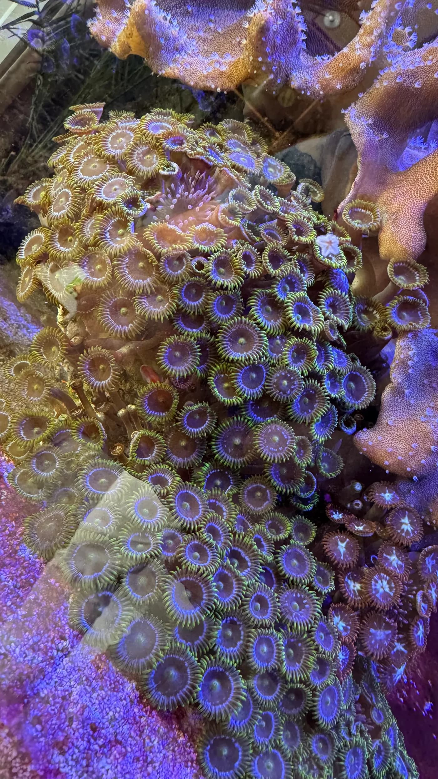 Zoanthus mix kolonie op steen