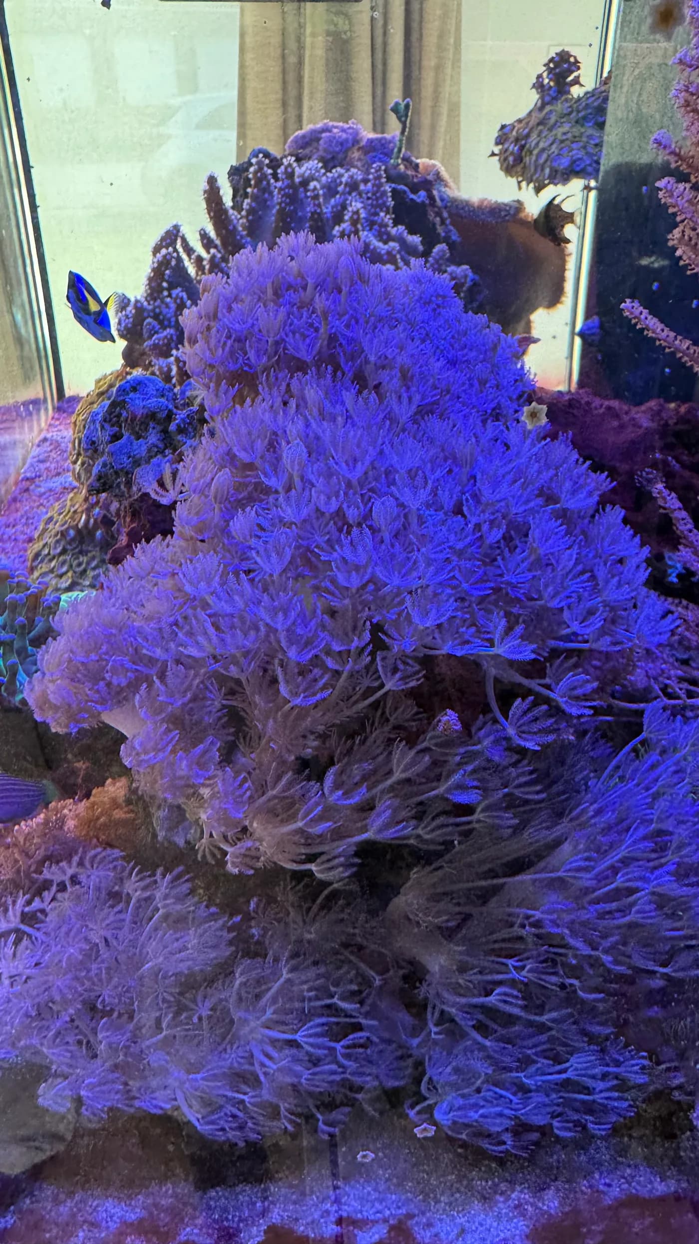 Pom pom Xenia frag